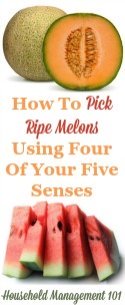 How To Pick Ripe Melons